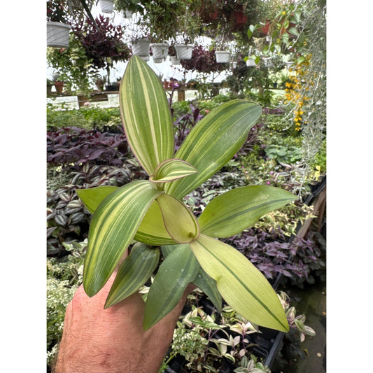 Tradescantia ‘marley’- new variegated variety!
