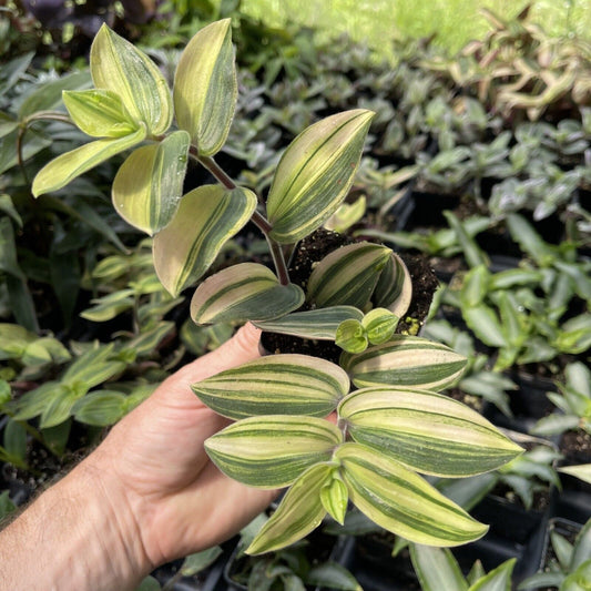 Tradescantia chrysophylla “VARIEGATA”
