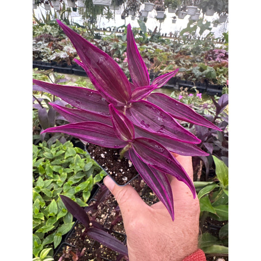 Tradescantia zebrina ‘pink paradise’