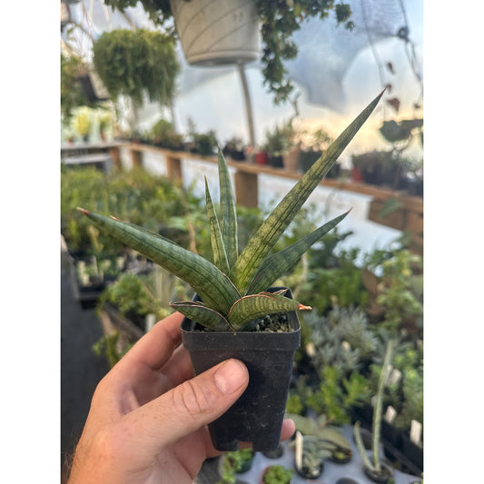 Sansevieria ‘Bob Smoley’! Very hard to find!