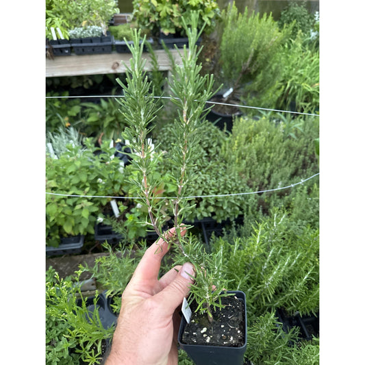 Rosemary Plant ‘Blue Lagoon’