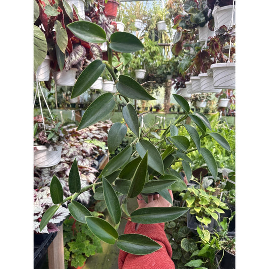 Rhaphidophora sp. “noid”- Large pot!