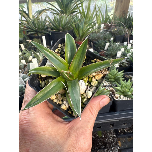 Agave victoria-reginae ‘kazo-bana’- Yellow variegation!