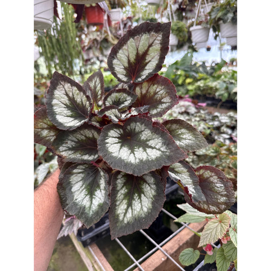 Begonia ‘dib’s tuxedo’