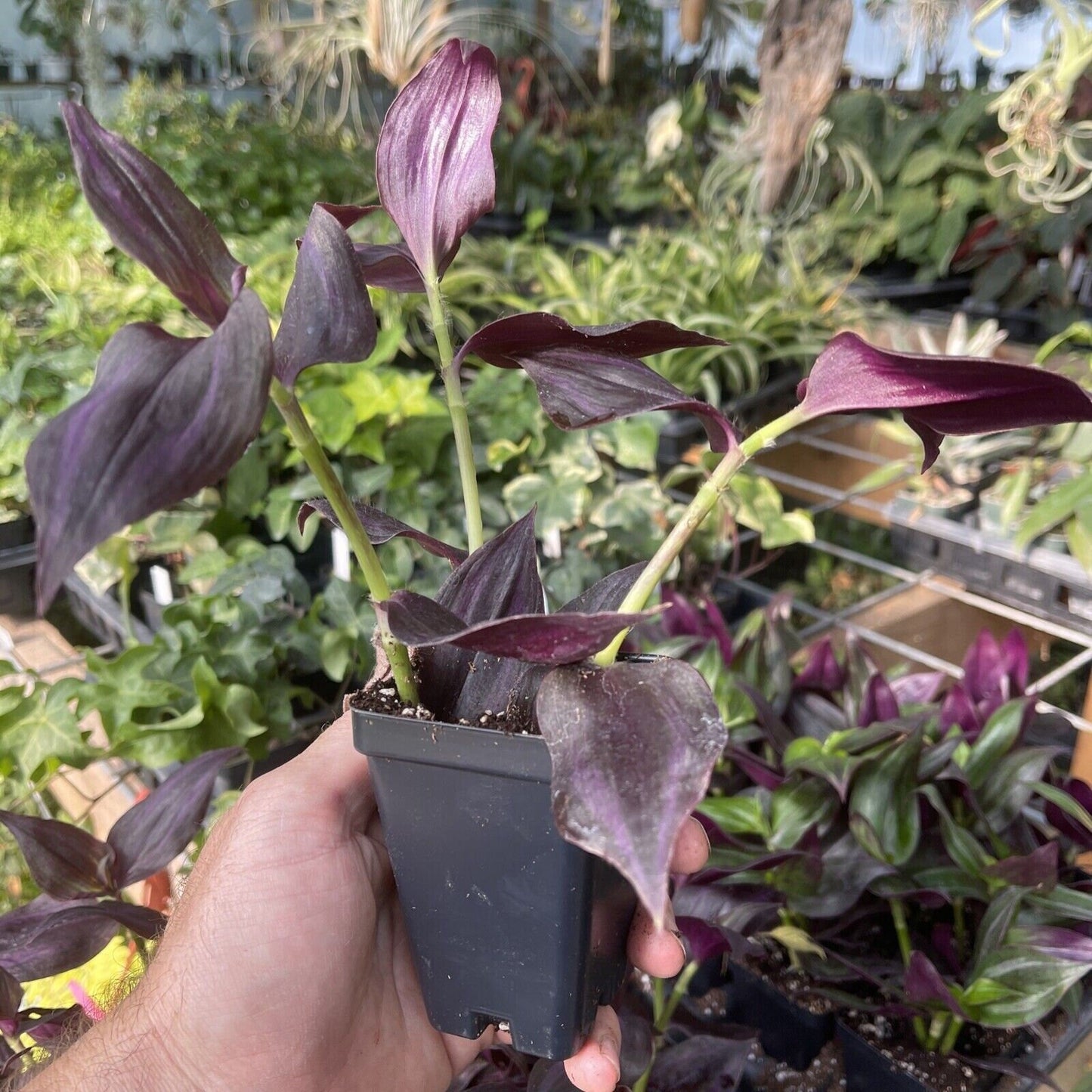Tradescantia zebrina ‘DEEP PURPLE’