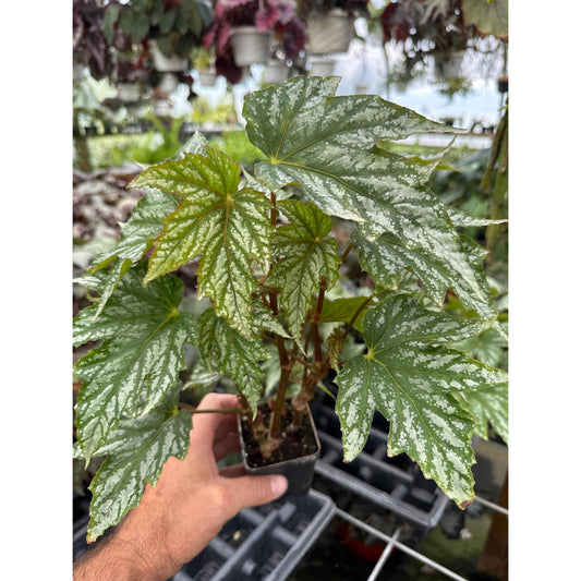 Begonia ‘Charles Jaros’