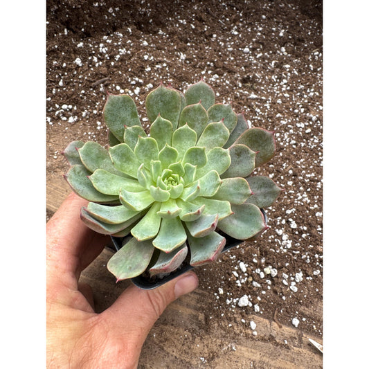 Echeveria ‘magic flame’