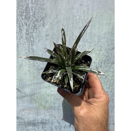 Agave toumeyana v. bella