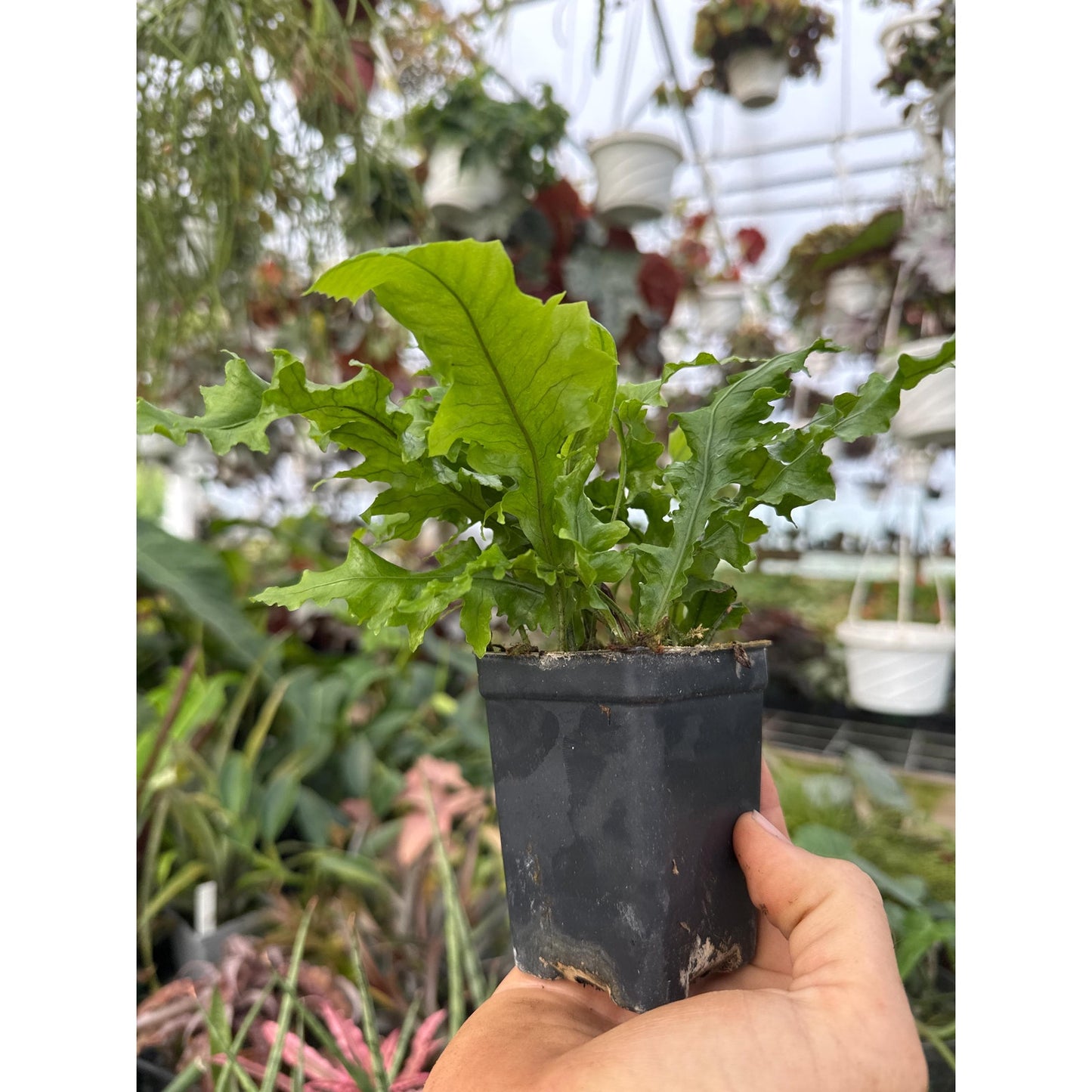 Colysis wrightii ‘monstifera’- Hard to find crested fern