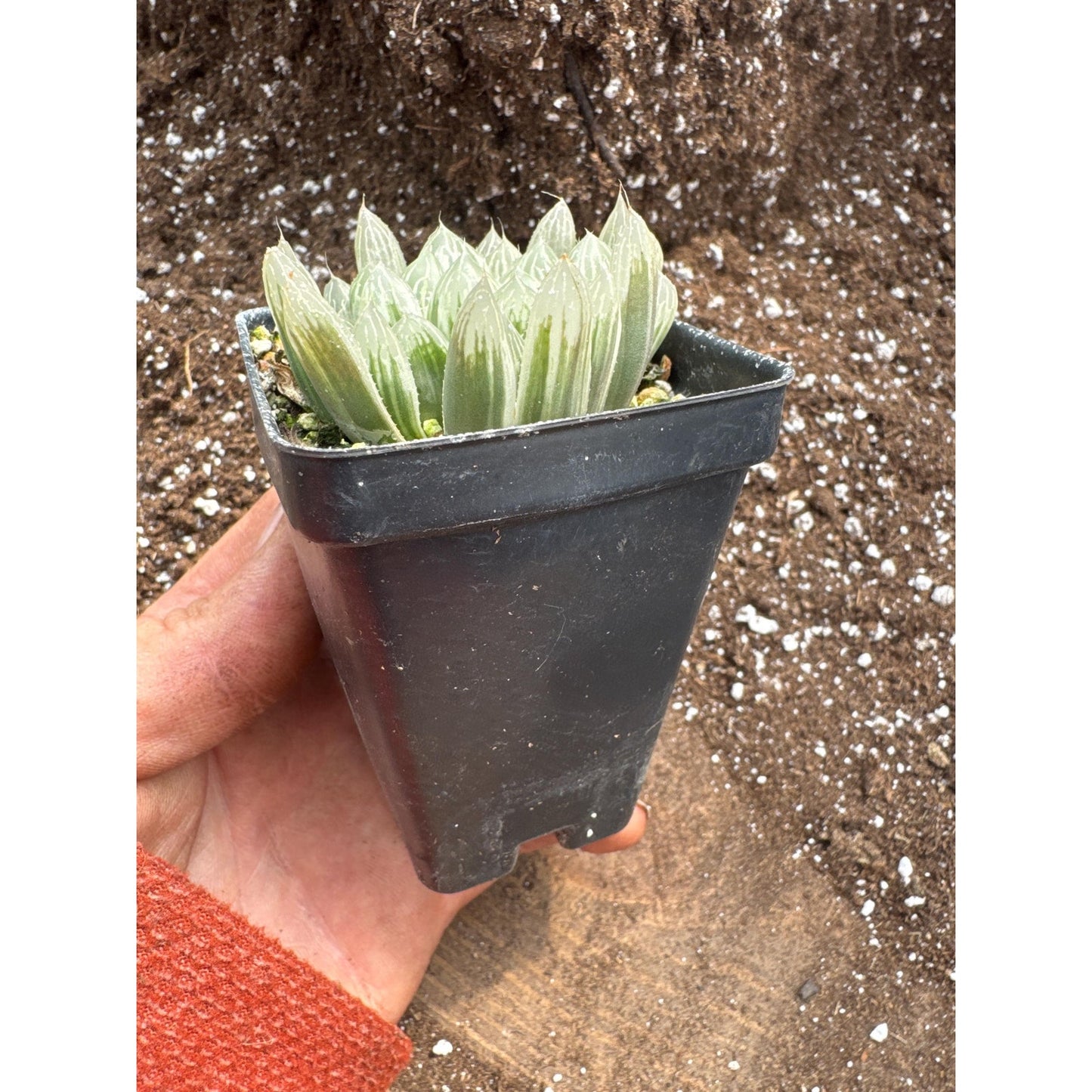 Haworthia cooperi variegated
