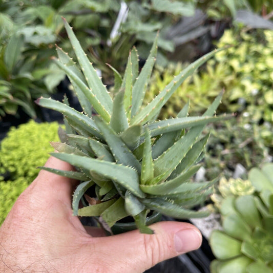 Aloe ‘WALMSLEY’S BLUE’ - Rapidly clustering plant!