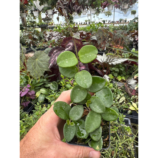 Hoya ‘mathilde’