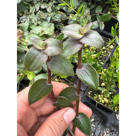 Cyanotis sp. “luzon”(kawakamii?)