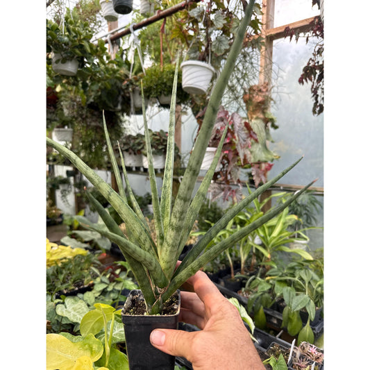 Sansevieria ‘bunlue torch’