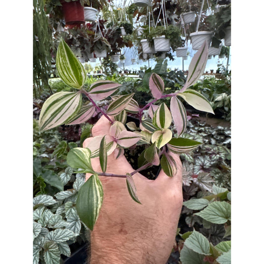 Tradescantia mundula ‘leakenensis rainbow’!