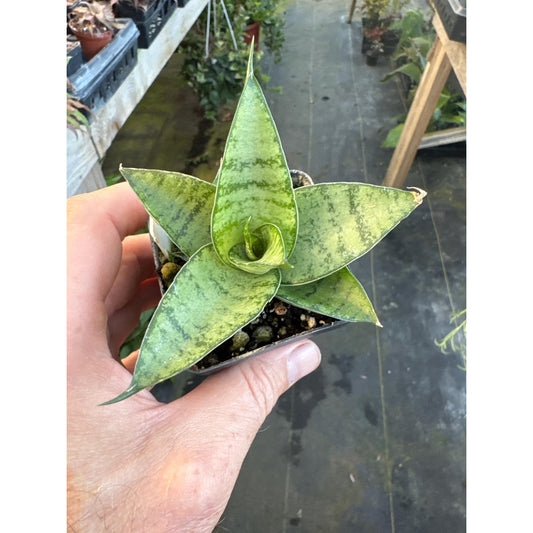 Sansevieria ‘gabriella’