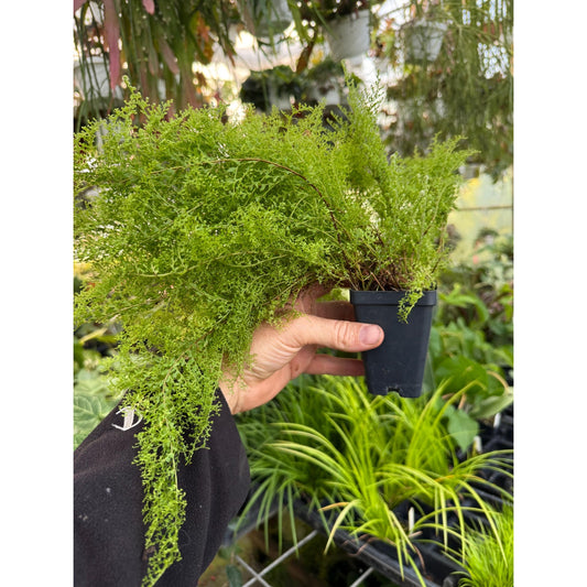 Nephrolepis exaltata ‘Suzie Wong’ - Gorgeous Fern