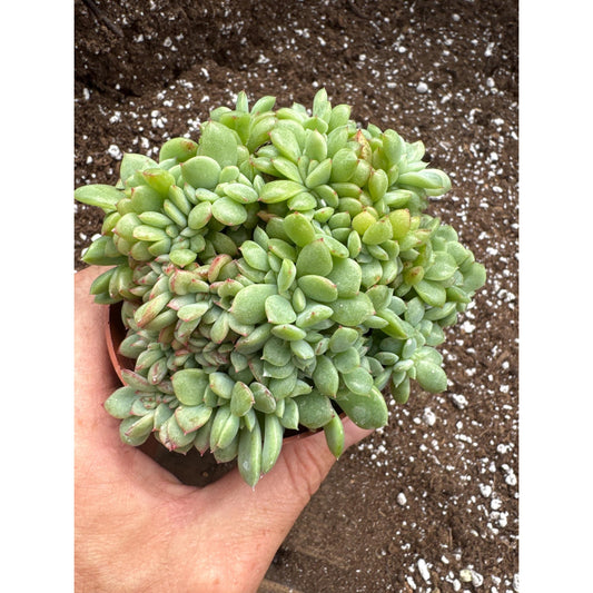 Echeveria ‘red wine peach’- Crested!- Exact plant