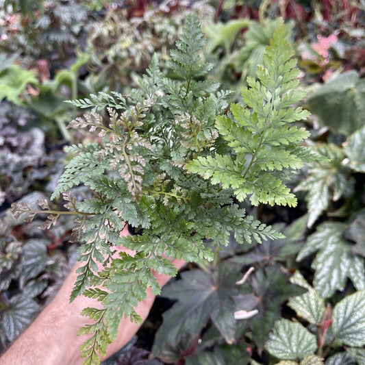 White rabbit's foot fern! Davallia fejeensis