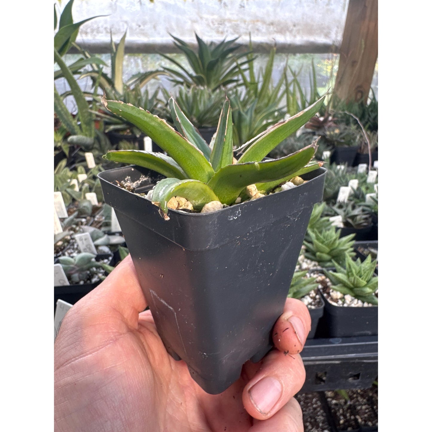 Agave victoria-reginae ‘kazo-bana’- Yellow variegation!