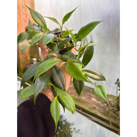 Aeschynanthus parasiticus- Hard to find “lipstick plant”