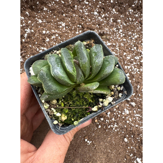 Haworthia ‘whirlpool’- truncata hybrid