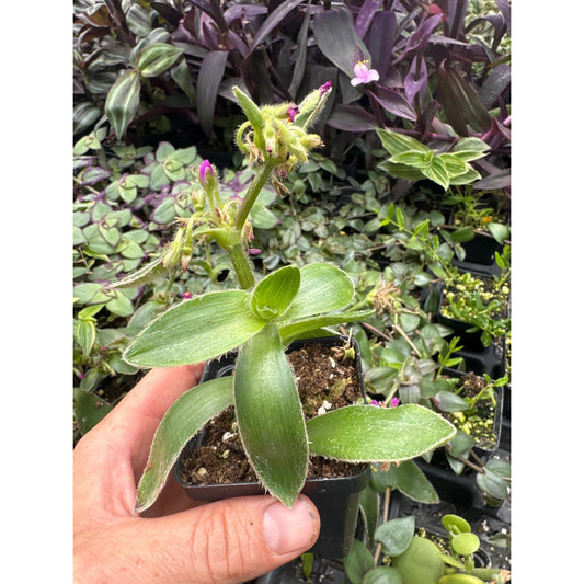 Tradescantia crassifolia ssp. acaulis