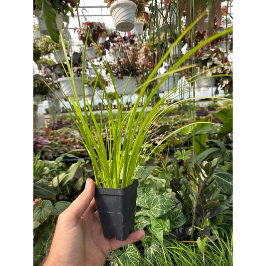Acorus Gramineus 'ogon’ - Golden sweet flag! indoors or out!