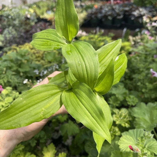 ANEILEMA AEQUINOCTAILE - Tradescantia Relative