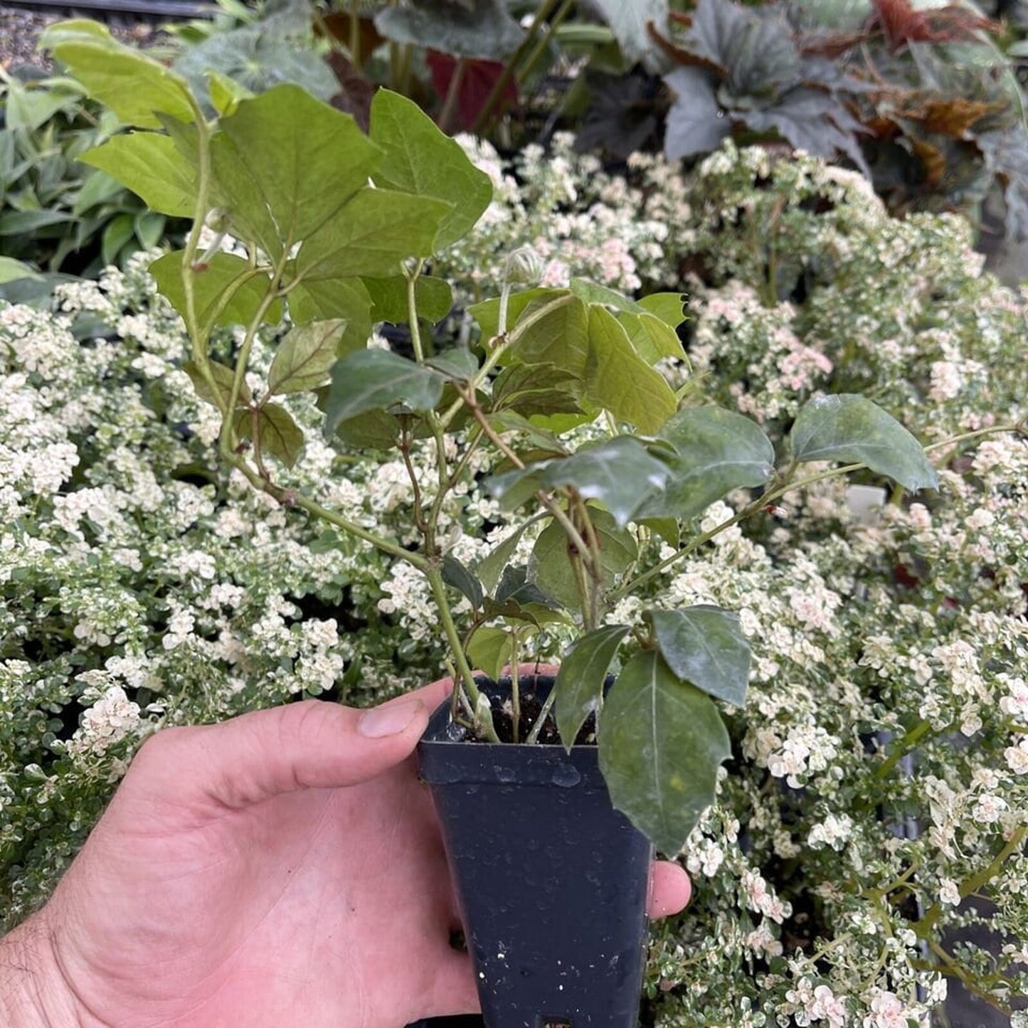Grape Ivy - CISSUS RHOMBIFOLIA