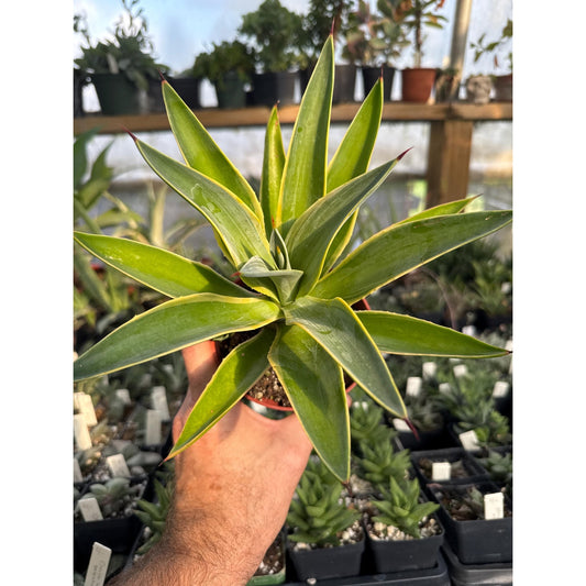 Agave desmetiana ‘variegata’