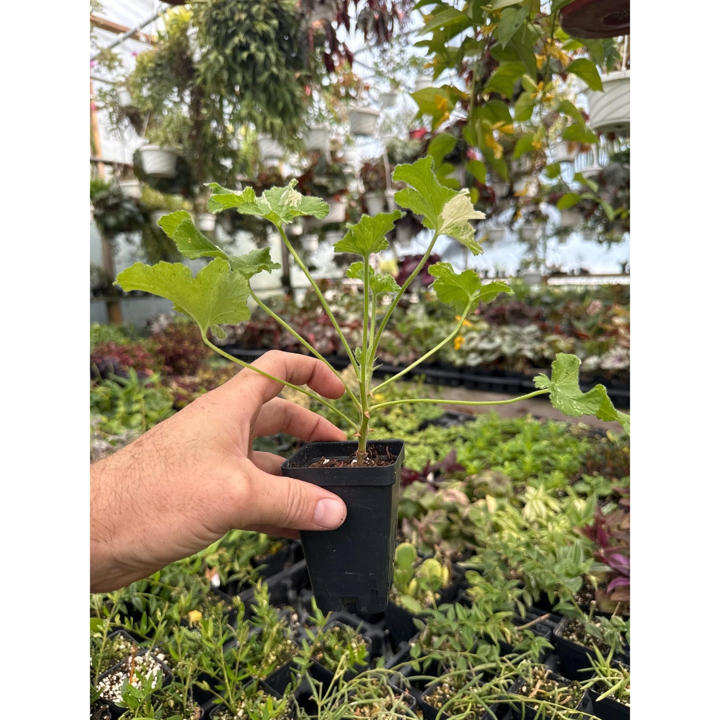 Pelargonium ‘snowflake ’! Variegated lemon rose scented Geranium!