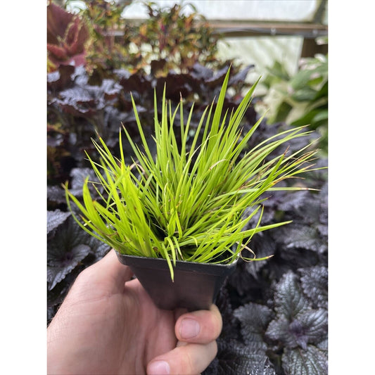 Acorus Gramineus 'MINIMUS AUREUS’ - Dwarf sweet flag! indoors or out!
