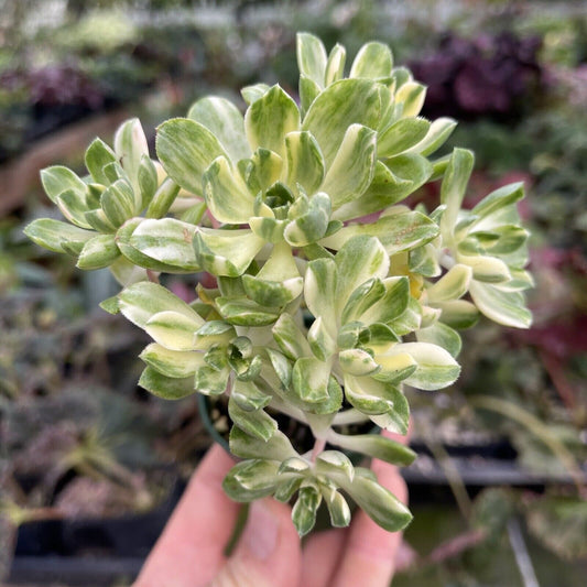 Aeonium castello-paivae ‘suncup’ - Cute variegated succulent!