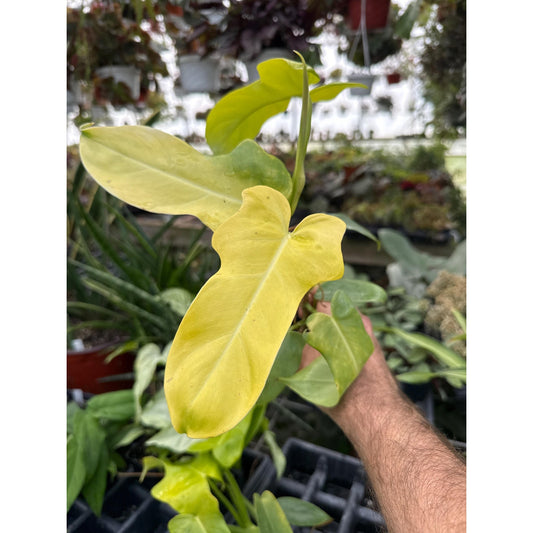 Philodendron bipennifolium ‘aurea’- Golden hammerhead Philodendron