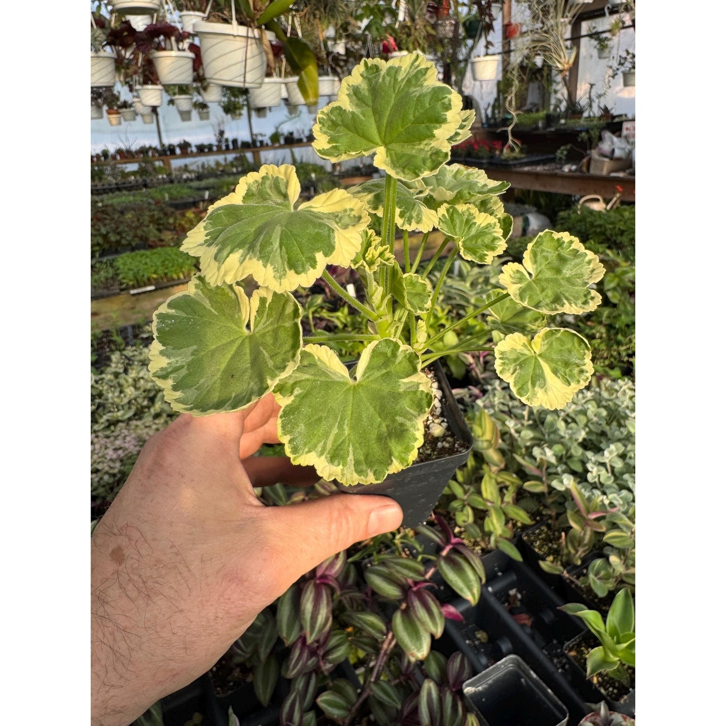 Pelargonium ‘petals ’! FANCY LEAF GERANIUM!