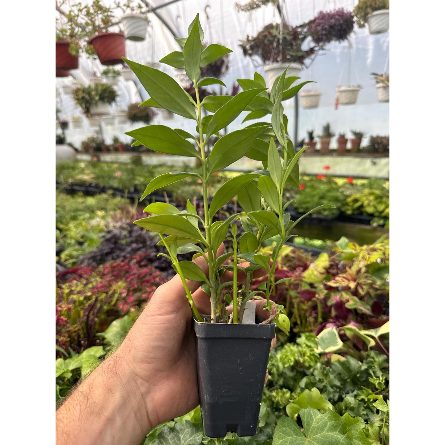 Aeschynanthus garrettii- Hard to find “lipstick plant”