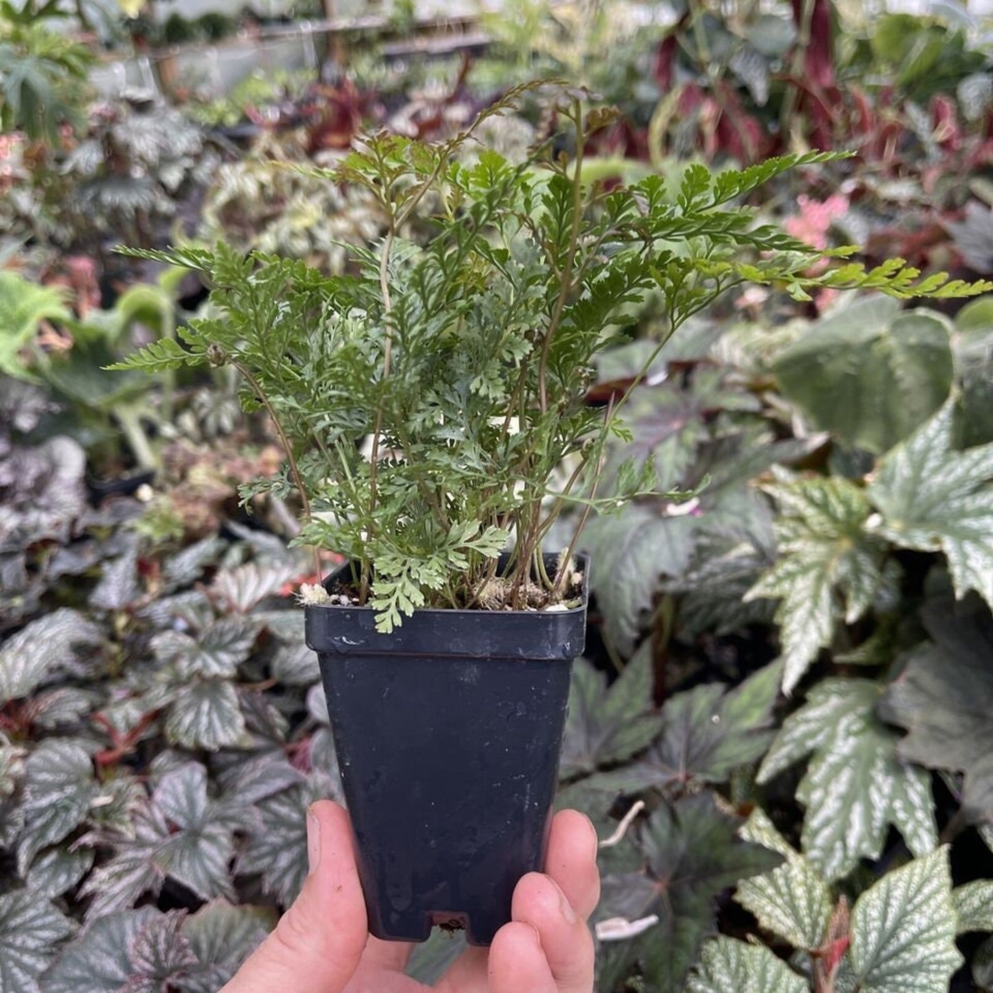 White rabbit's foot fern! Davallia fejeensis