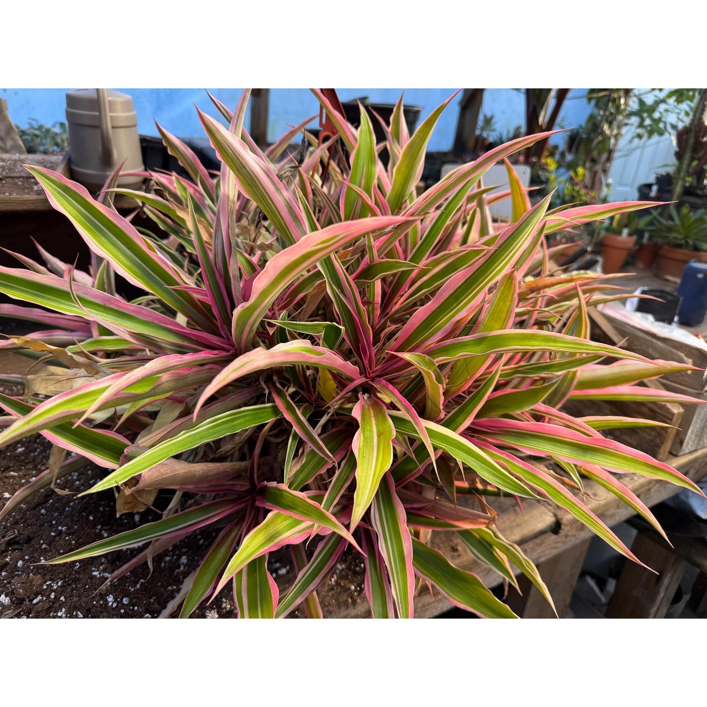 Cryptanthus osiris ‘rainbow star’! Unrooted offset