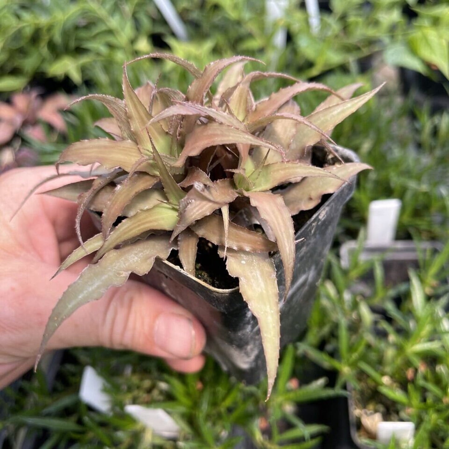 Cryptanthius ‘cafe au lait’ - Clustered