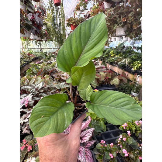 Adelonema ‘red velvet’