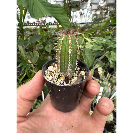 Euphorbia echinus