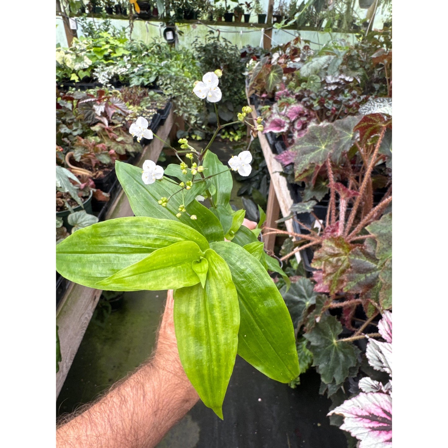 Gibasis pellucida “large form”