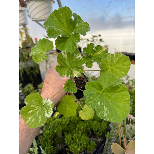 Pelargonium ‘snowflake ’! Variegated lemon rose scented Geranium!