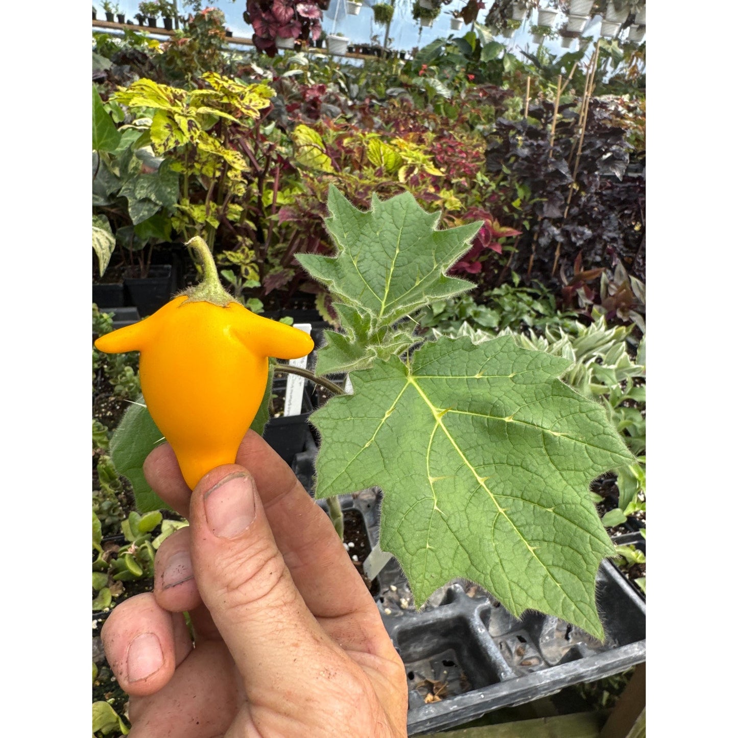 Nipple Fruit! - Solanum mammosum