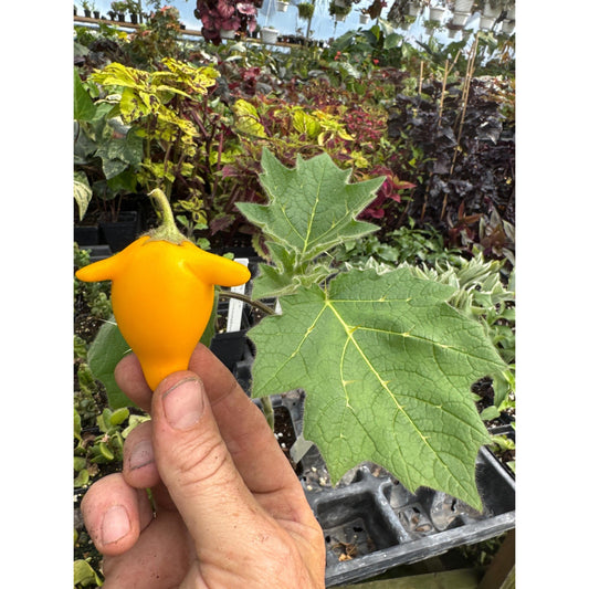 Nipple Fruit! - Solanum mammosum