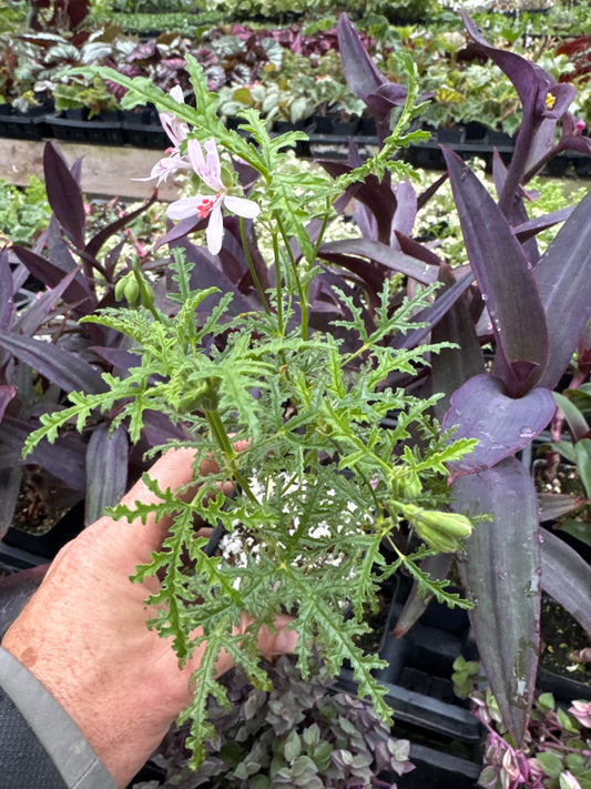 Pelargonium ‘balsam’