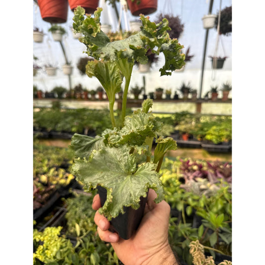 Begonia ‘hiro’