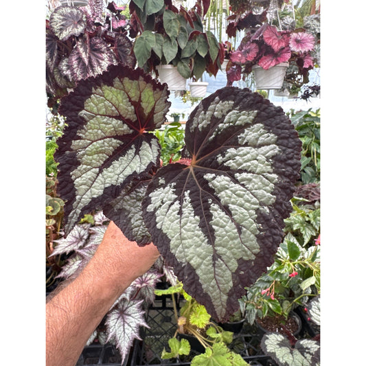 Begonia ‘kathrine’