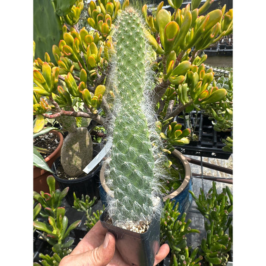 Opuntia polycantha ‘snow fuzzy’